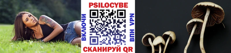 Купить закладки  Новохопёрск  Псилоцибиновые грибы мицелий 